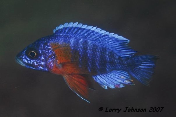 Aulonocara stuartgranti 'Ntekete'